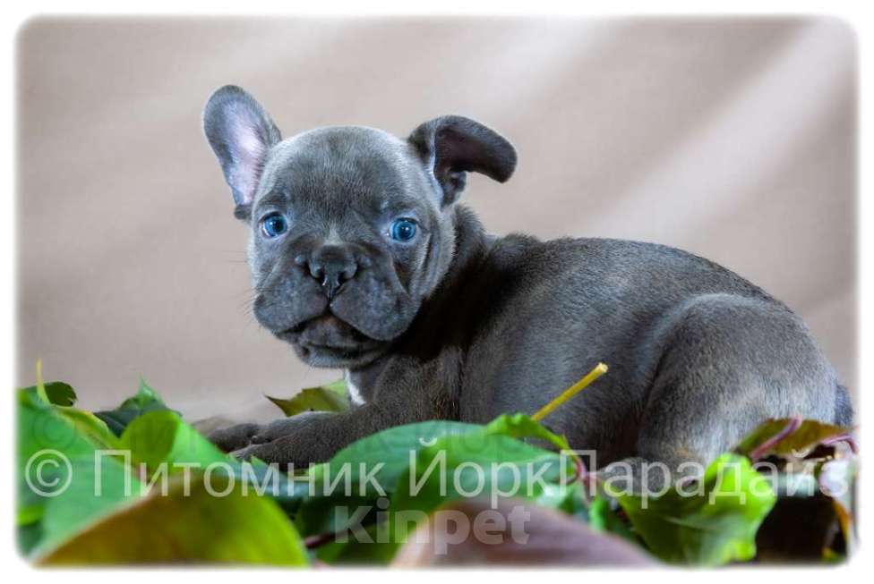 Собаки в Химках: Мальчик французского бульдога голубого окраса  Мальчик, 65 000 руб. - фото 2