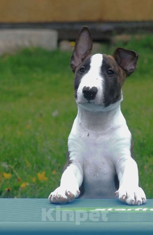 Собаки в других городах Тверской области: миниатюрный бультерьер  Мальчик, 120 000 руб. - фото 3