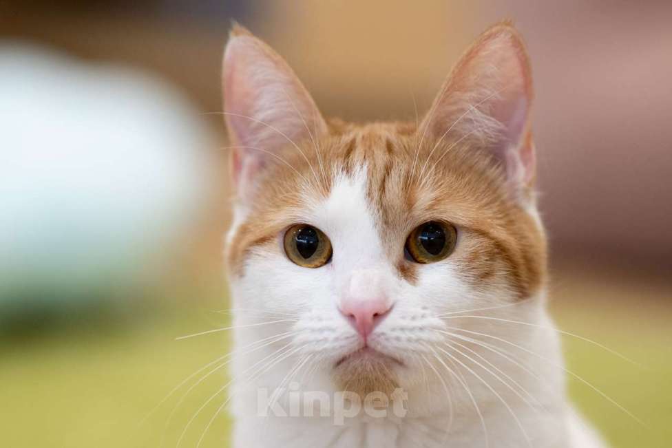 Кошки в Москве: котенок Злата в добрые руки Девочка, Бесплатно - фото 2