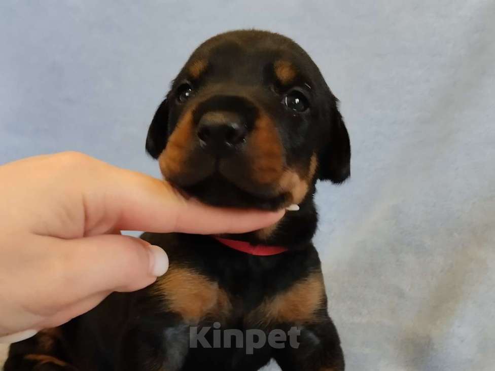 Собаки в Москве: Щенки добермана из питомника  Мальчик, 75 000 руб. - фото 2