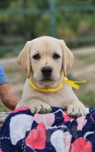 Собаки в Симферополе: Красивый щенок лабрадора Мальчик, 80 000 руб. - фото 2