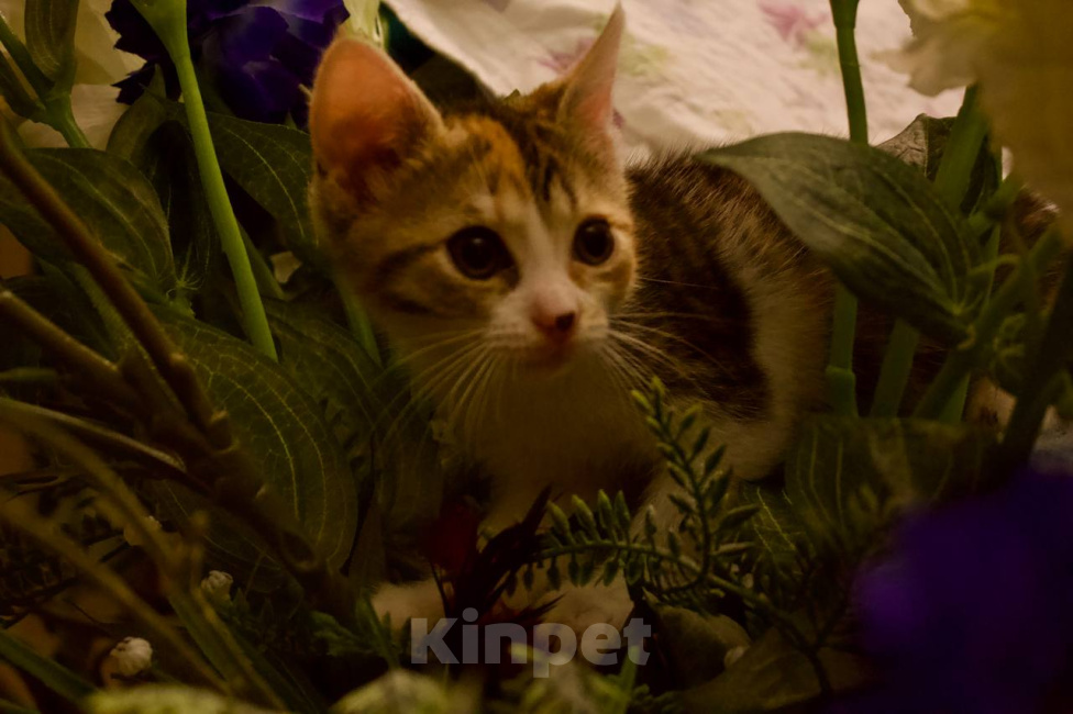 Кошки в Москве: Котенок Фифи ищет дом Девочка, Бесплатно - фото 5