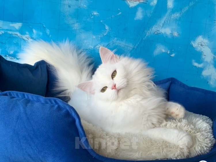 Кошки в других городах Краснодарского края: Невский маскарадный котёнок цуккини  Мальчик, 35 000 руб. - фото 2