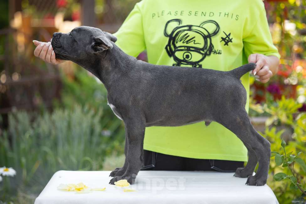 Собаки в Краснодаре: Щенки Кане корсо Мальчик, Бесплатно - фото 3