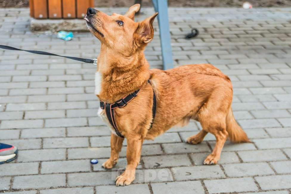 Собаки в Санкт-Петербурге: Красивый маленький воспитанный пёсик Мальчик, Бесплатно - фото 1