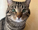 Кошки в Химках: Потерялся КОТ В ХИМКАХ НОВОКУРКИНО Мальчик, 15 000 руб. - фото 2