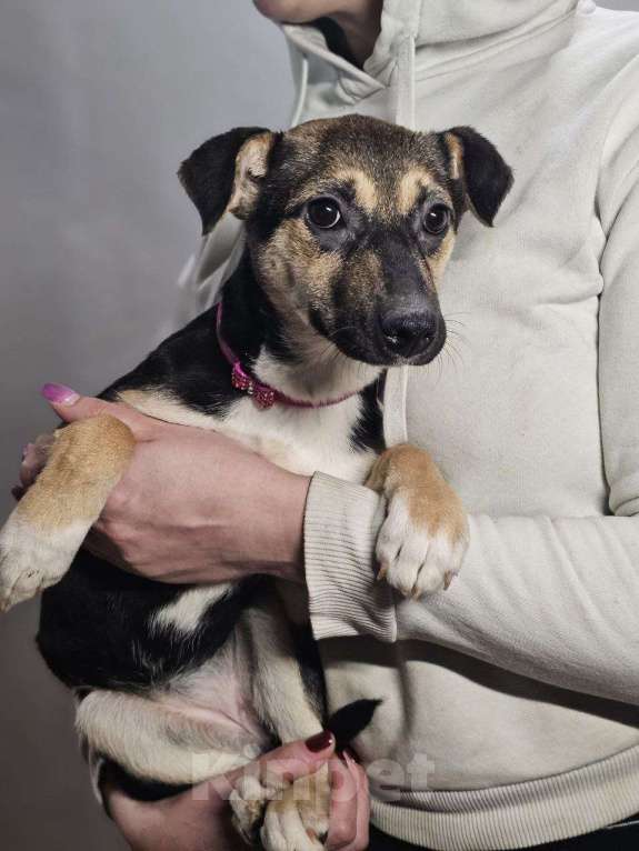 Собаки в Санкт-Петербурге: отдам щенка в в самые лучшие ручки Девочка, Бесплатно - фото 2