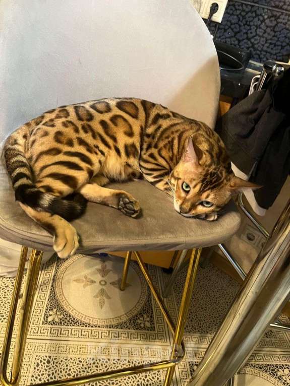 Кошки в Красногорске: Бенгалята Мальчик, 35 000 руб. - фото 10