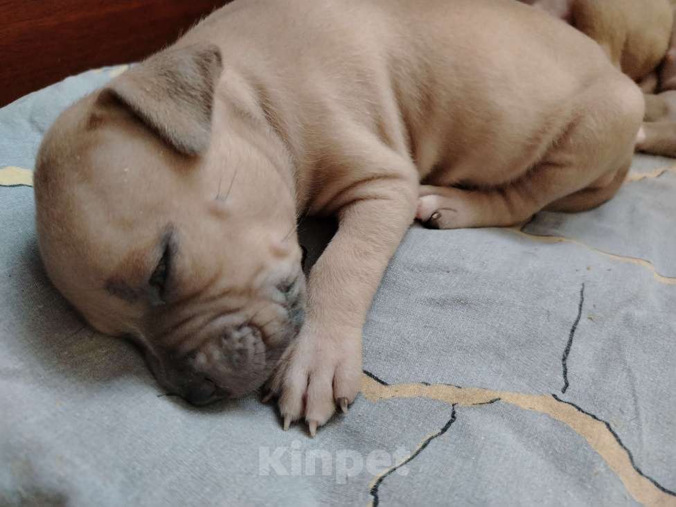 Собаки в Кинели: Американский булли Классик⬆️XL⬇️ Мальчик, Бесплатно - фото 5
