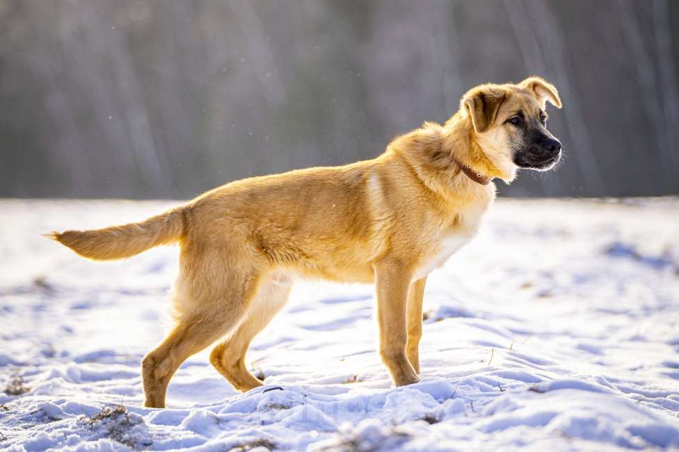 Собаки в Клине: Реджи — шаловливый пёсик Мальчик, Бесплатно - фото 10
