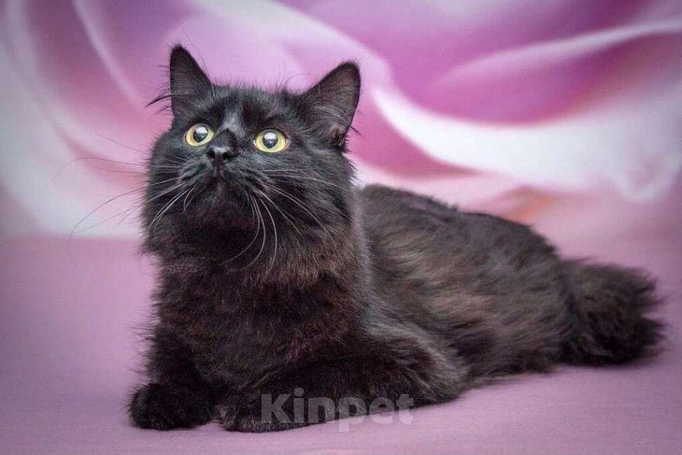 Кошки в Москве: Роскошная пушистая кошка Ночка в добрые руки Девочка, Бесплатно - фото 2