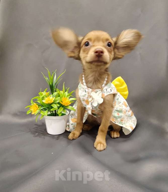 Собаки в Тюмени: Девочка тоечка Девочка, 55 000 руб. - фото 3