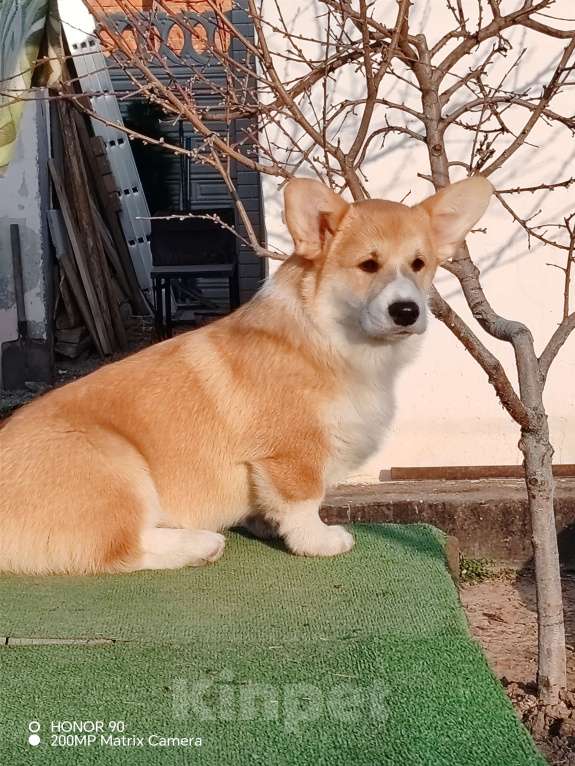 Собаки в Симферополе: Щенок корги Мальчик, 60 000 руб. - фото 5