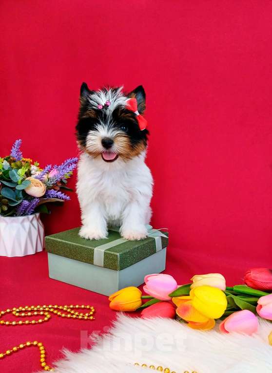 Собаки в Москве: Бивер Йорк -Йоркширский терьер -Цветной Йорк  Девочка, 50 000 руб. - фото 1