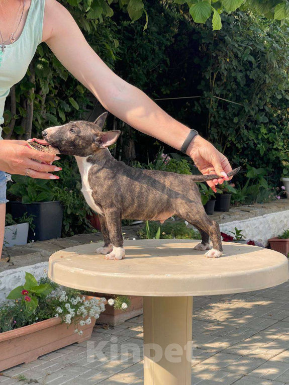 Собаки в Севастополе: Минибуль мальчик Мальчик, Бесплатно - фото 2