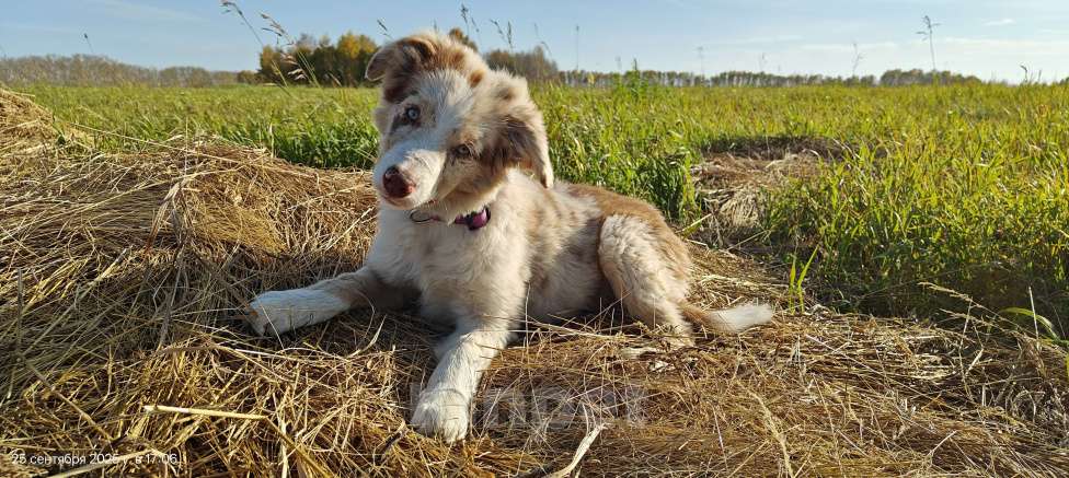 Собаки в Новосибирске: Премиальные щенки Бордер Колли от титулованных родителей  Девочка, Бесплатно - фото 6