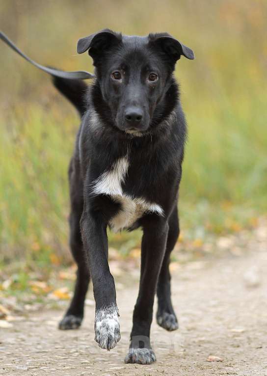 Собаки в Москве: Почему такой классный парень еще ничей Мальчик, Бесплатно - фото 2