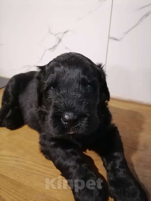 Собаки в Самаре: Русский Черный Терьер- это для души! Девочка, 50 000 руб. - фото 5