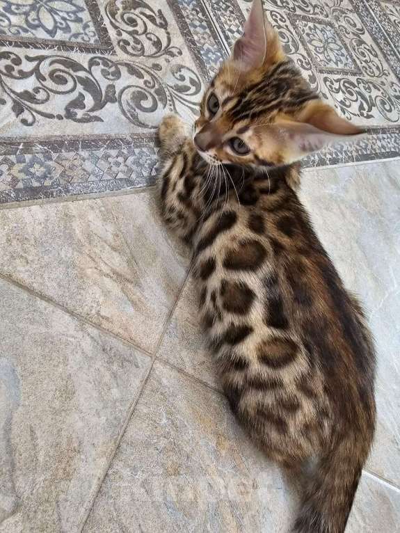 Кошки в Евпатории: Бенгальские котята ben 24 Мальчик, 25 000 руб. - фото 4