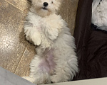 Собаки в Санкт-Петербурге: Мальтипу  мальчик стандарт Мальчик, 75 000 руб. - фото 3