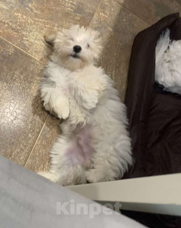 Собаки в Санкт-Петербурге: Мальтипу  мальчик стандарт Мальчик, 75 000 руб. - фото 3