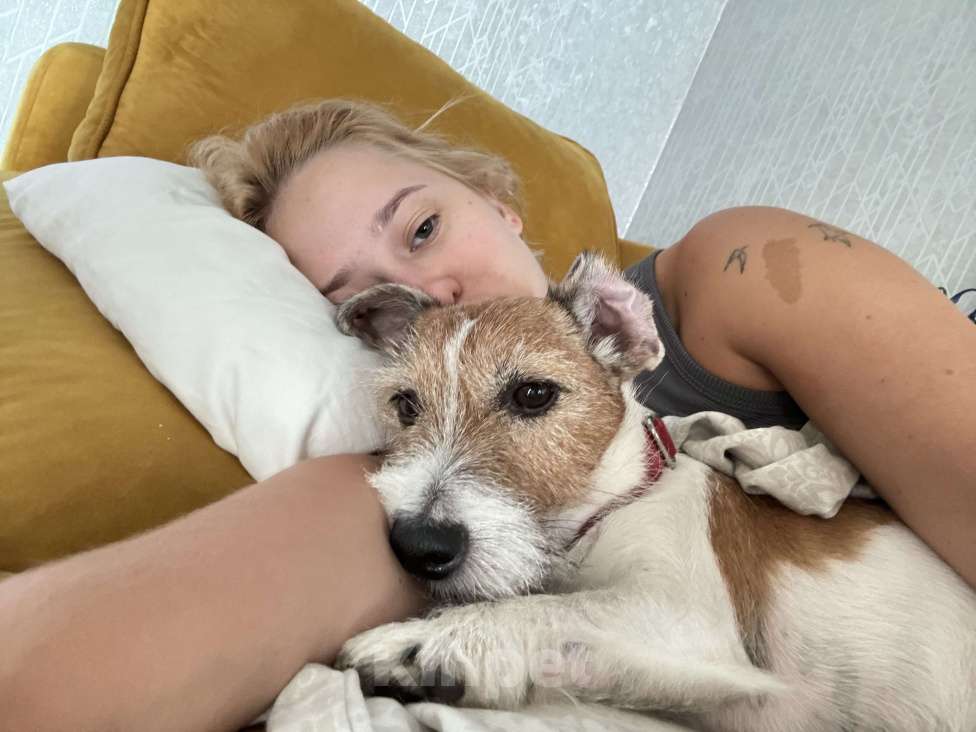 Собаки в Владивостоке: 🐾 В добрые, ответственные руки: пес-компаньон Умка 🐾 Мальчик, Бесплатно - фото 3