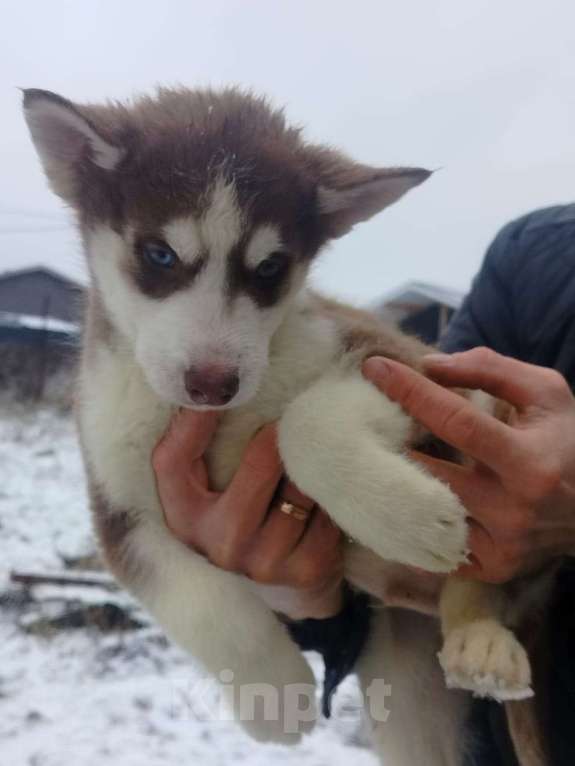 Собаки в Высоковске: Продаются щенки Хаски . Родились 19 сентября. Кушают самостоятельно Мальчик, 10 000 руб. - фото 1