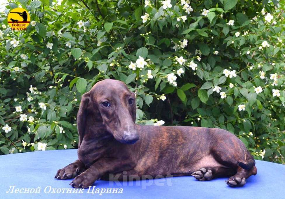 Собаки в Москве: Щенок таксы стандартной тигрового окраса Девочка, 50 000 руб. - фото 2