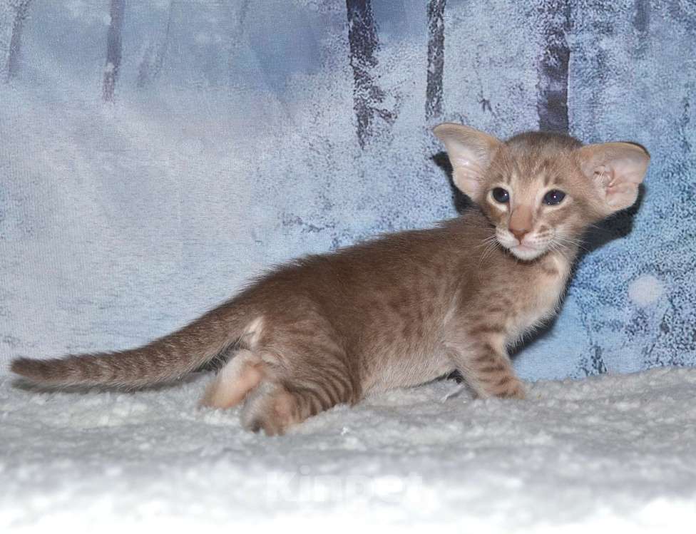 Кошки в Глазове: кот Компот Мальчик, 50 000 руб. - фото 7