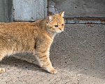 Кошки в Ореховом-Зуево: Спасите кошку Девочка, Бесплатно - фото 3