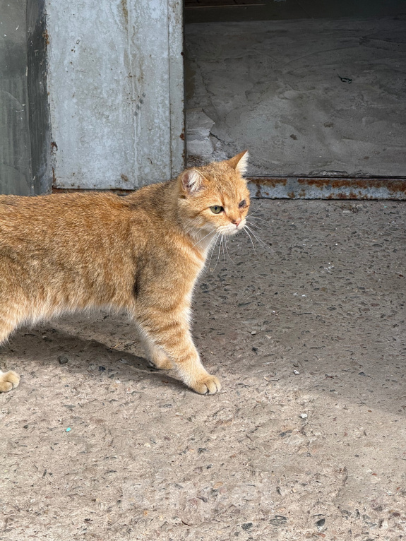 Кошки в Ореховом-Зуево: Спасите кошку Девочка, Бесплатно - фото 3