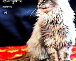 Кошки в Ардоне: Котята Мейн кун, 30 000 руб. - фото 5