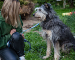 Собаки в Волоколамске: Собака-компаньон, приучена к домашней жизни Девочка, Бесплатно - фото 7