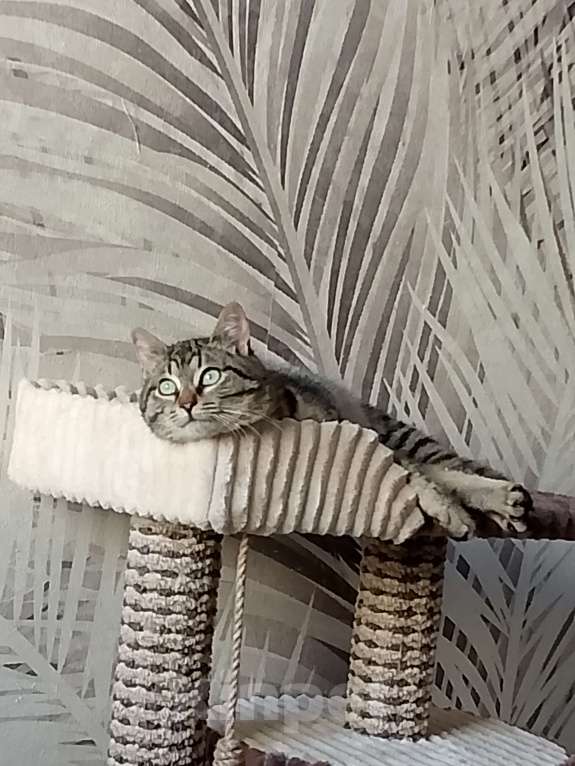 Кошки в Москве: Полосатик в добрые руки Девочка, Бесплатно - фото 2