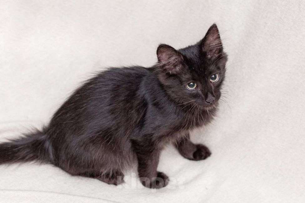 Кошки в Москве: Очень активный котенок ищет дом Мальчик, Бесплатно - фото 4