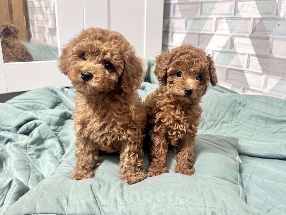 Собаки в Москве: Той Пудель  Теодор Мальчик, 140 000 руб. - фото 4