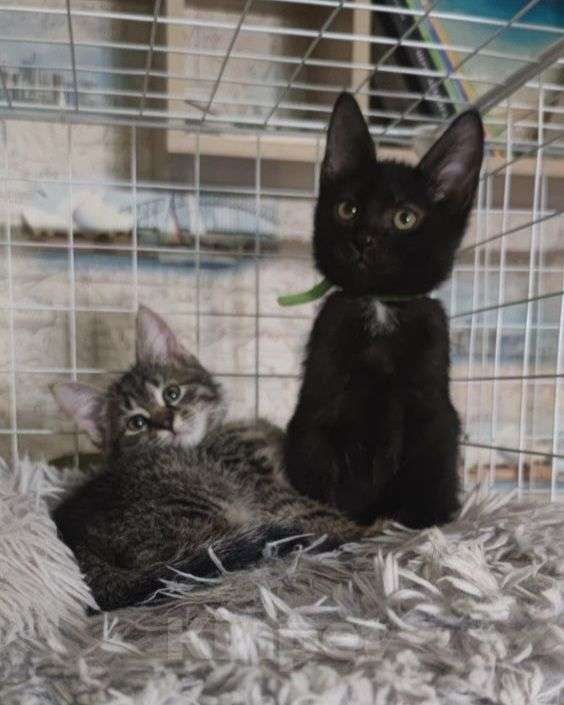 Кошки в Москве: Маленькие котята мальчики в дар Мальчик, Бесплатно - фото 3