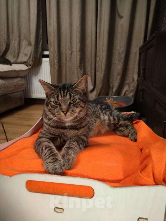 Кошки в Санкт-Петербурге: Котик Веня в добрые руки Мальчик, Бесплатно - фото 7