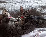 Кошки в Волгодонске: Ориентальные котята  Девочка, Бесплатно - фото 1
