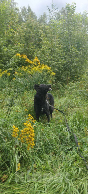 Собаки в Москве: Черные сестрицы, блеск и элегантность  Девочка, Бесплатно - фото 9