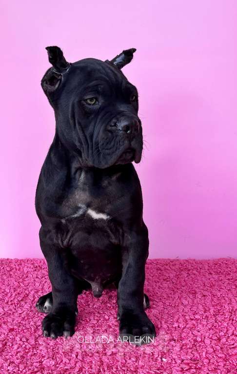 Собаки в Москве: Великолепные щенки кане корсо Мальчик, 90 000 руб. - фото 4