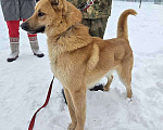 Собаки в Москве: Красивый, умный молодой домашний пес Майор ищет дом Мальчик, 10 руб. - фото 7