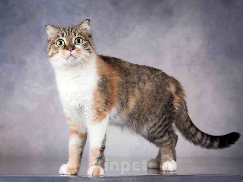 Кошки в Москве: Нежная ласковая кошечка Лёля в добрые руки Девочка, Бесплатно - фото 7