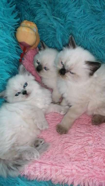 Кошки в Москве: Шотландские котята хайленд  Мальчик, 8 000 руб. - фото 6