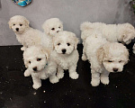 Собаки в Мытищах: щенки Бишон Фризе Мальчик, 70 000 руб. - фото 3