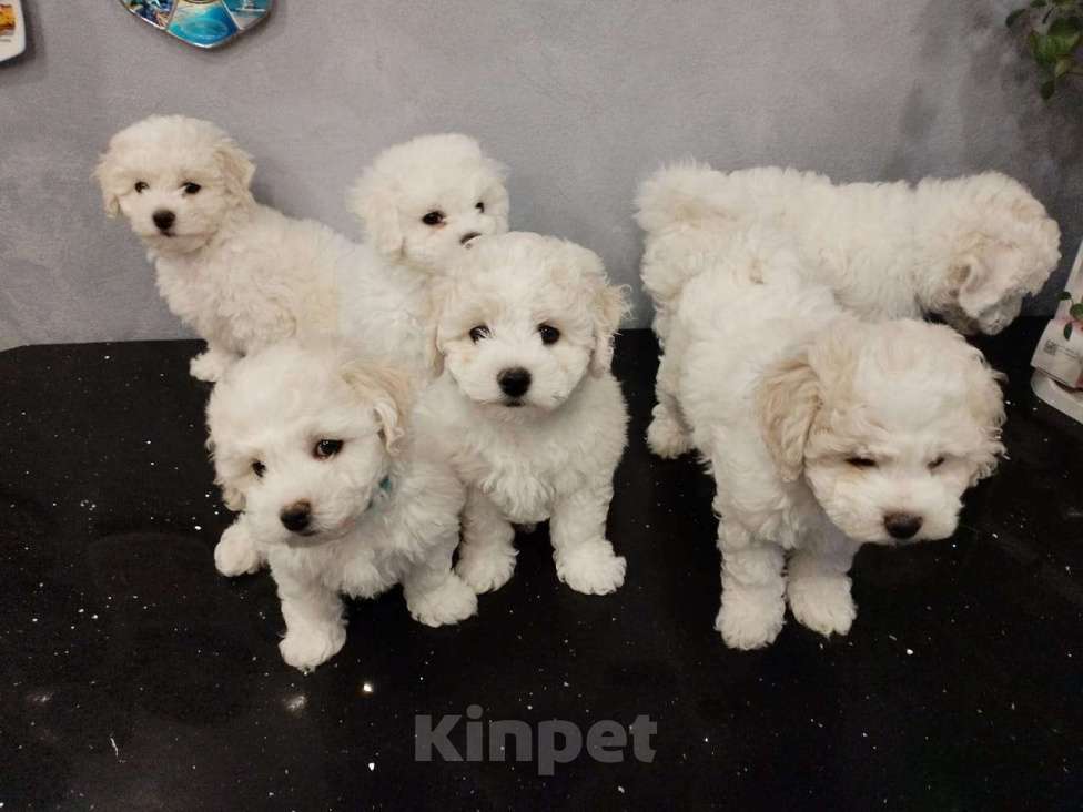 Собаки в Мытищах: щенки Бишон Фризе Мальчик, 70 000 руб. - фото 3