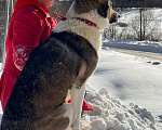 Собаки в Москве: Эрни 1,5 года  Метис хаски и лайки Мальчик, 10 руб. - фото 2