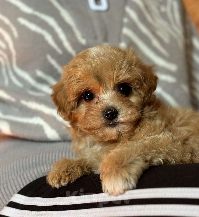 Собаки в Москве: Милые малыши той пудель. Мальчик, 75 000 руб. - фото 2