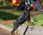 Собаки в Зеленограде: Кобель 2 мес  Мальчик, 100 000 руб. - фото 1
