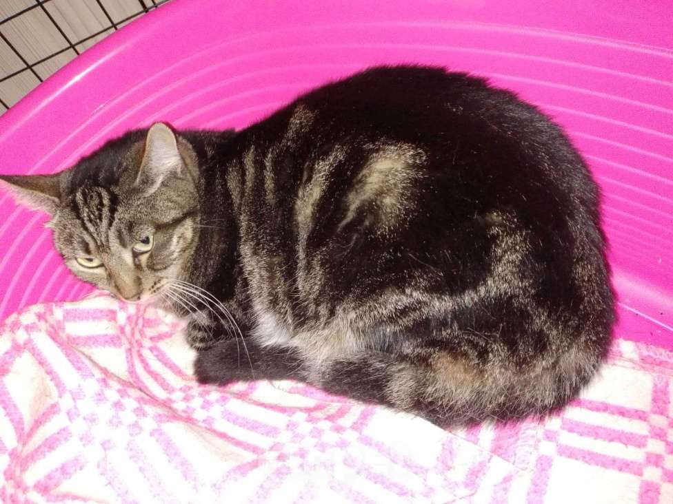 Кошки в Москве: Метис бенгальской породы мраморного окраса Милли в дар Девочка, 1 руб. - фото 2